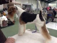 Fox Terrier Puppies for sale in Doddridge, Sulphur Township, AR 71826, USA. price: NA