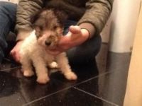Fox Terrier Puppies for sale in Los Angeles, CA 90005, USA. price: NA