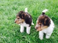 Fox Terrier Puppies for sale in San Francisco, CA, USA. price: NA