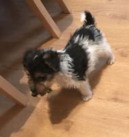 Fox Terrier Puppies for sale in Portland, ME, USA. price: NA