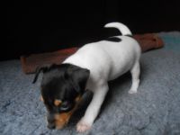 Fox Terrier Puppies for sale in Atlanta, GA, USA. price: NA