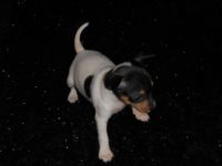 Fox Terrier Puppies for sale in San Jose, CA, USA. price: NA