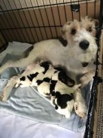 Fox Terrier Puppies for sale in New York, NY, USA. price: NA