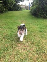 Fox Terrier Puppies for sale in Warrenton Way, Colorado Springs, CO 80922, USA. price: NA
