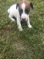 Fox Terrier Puppies for sale in Blue Springs, MS 38828, USA. price: NA
