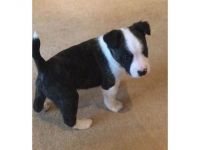 Fox Terrier Puppies for sale in TX-249, Houston, TX, USA. price: NA