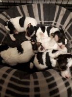 Fox Terrier Puppies for sale in Michigan City, IN, USA. price: NA