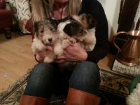 Fox Terrier Puppies for sale in Michigan City, IN, USA. price: NA
