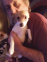 Fox Terrier Puppies for sale in Eden, VT, USA. price: NA