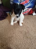 Fox Terrier Puppies for sale in Oak Grove, MN 55303, USA. price: NA