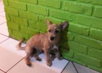 Fox Terrier Puppies for sale in Leominster, MA 01453, USA. price: NA
