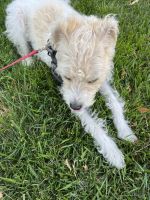 Fox Terrier (Smooth) Puppies for sale in Fairfax, VA, USA. price: $1,200
