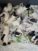 Fox Terrier (Smooth) Puppies for sale in 162 Lombard St, New Haven, CT 06513, USA. price: $600