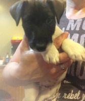 Fox Terrier (Smooth) Puppies for sale in Dallas, TX, USA. price: NA