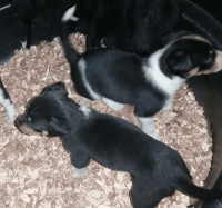 Fox Terrier (Smooth) Puppies for sale in Philadelphia, PA, USA. price: NA