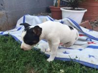 Fox Terrier (Smooth) Puppies for sale in Canton, OH, USA. price: NA