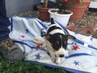 Fox Terrier (Smooth) Puppies for sale in Canton, OH, USA. price: NA