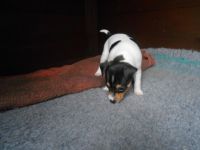 Fox Terrier (Smooth) Puppies for sale in Sammamish, WA, USA. price: NA
