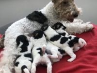 Fox Terrier (Smooth) Puppies for sale in NJ-17, Paramus, NJ 07652, USA. price: NA