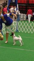 Fox Terrier (Smooth) Puppies for sale in Austin, TX, USA. price: NA
