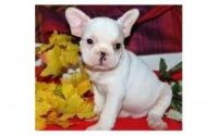 Francais Blanc et Noir Puppies for sale in Silver Spring, MD, USA. price: NA