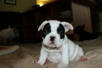 Francais Blanc et Noir Puppies for sale in Silver Spring, MD, USA. price: NA