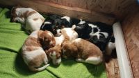 French Brittany Puppies for sale in Hancock, MI 49930, USA. price: $600