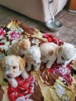 French Brittany Puppies for sale in Cerritos, CA, USA. price: $60,000