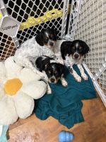 French Brittany Puppies for sale in Cadiz, Kentucky. price: $700