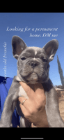 French Bulldog Puppies for sale in San Diego, CA 92126, USA. price: NA