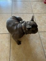 French Bulldog Puppies for sale in Homestead, FL 33035, USA. price: NA