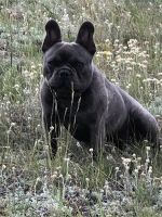 French Bulldog Puppies for sale in Johnstown, CO, USA. price: NA