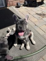 French Bulldog Puppies for sale in Phoenix, AZ 85016, USA. price: NA
