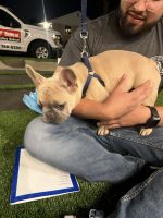 French Bulldog Puppies for sale in Panorama City, Los Angeles, CA, USA. price: NA