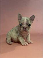 French Bulldog Puppies for sale in 3770 Stauss Ct, Antelope, CA 95843, USA. price: NA