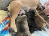 French Bulldog Puppies for sale in Henderson, NV 89052, USA. price: NA
