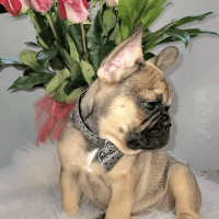 French Bulldog Puppies for sale in Cleveland, OH 44109, USA. price: NA