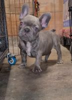 French Bulldog Puppies for sale in San Diego, CA, USA. price: NA
