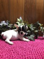 French Bulldog Puppies for sale in Umpire, AR 71833, USA. price: NA