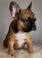 French Bulldog Puppies for sale in Cleveland, OH 44109, USA. price: NA
