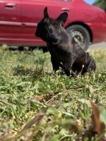 French Bulldog Puppies for sale in Antelope, CA, USA. price: NA
