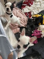 French Bulldog Puppies for sale in Carmel, IN, USA. price: NA
