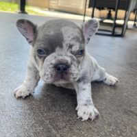 French Bulldog Puppies for sale in San Pedro, Los Angeles, CA, USA. price: NA