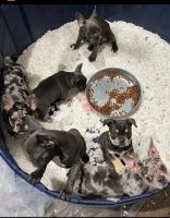French Bulldog Puppies for sale in Toms River, NJ, USA. price: NA