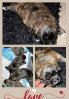 French Bulldog Puppies for sale in Bowie, MD, USA. price: NA
