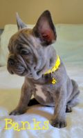 French Bulldog Puppies for sale in Sunrise, FL, USA. price: NA