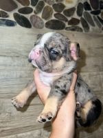 French Bulldog Puppies for sale in North Fort Myers, FL, USA. price: NA
