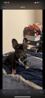 French Bulldog Puppies for sale in Bronx, NY, USA. price: NA