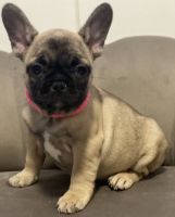 French Bulldog Puppies for sale in Queens, NY, USA. price: NA