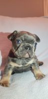 French Bulldog Puppies for sale in Pacific Beach, San Diego, CA, USA. price: NA